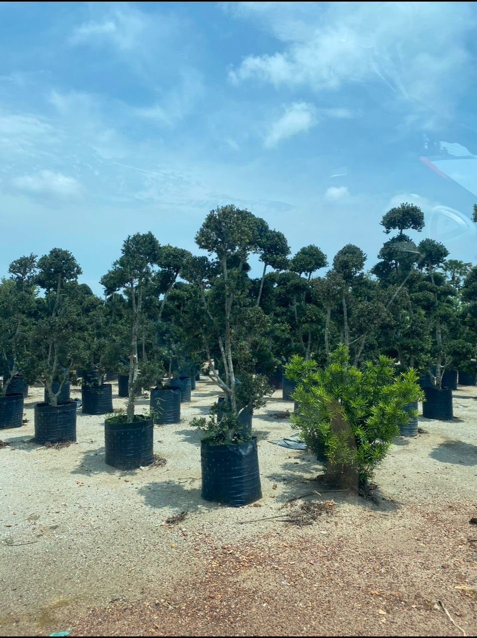 Yi Li Nursery