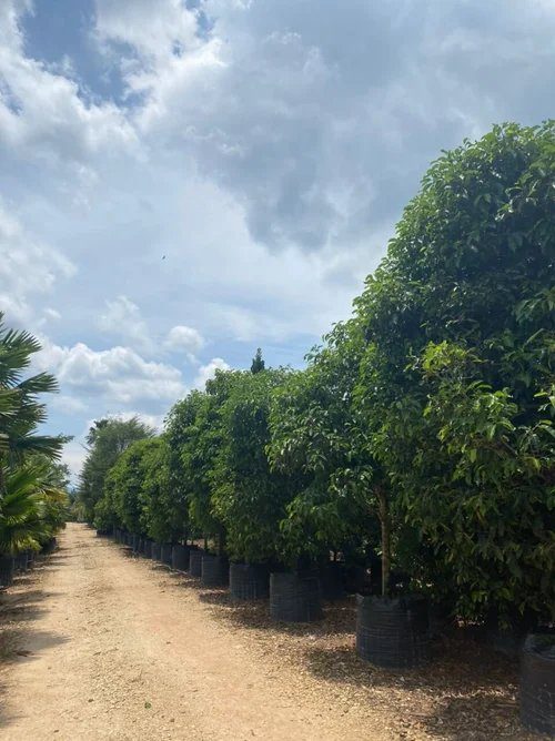 Wholesale nursery